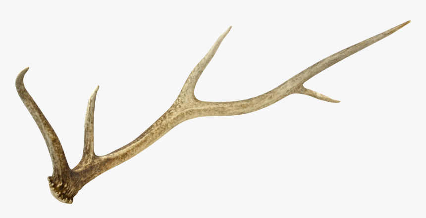 Deer Antler Png, Transparent Png, Free Download