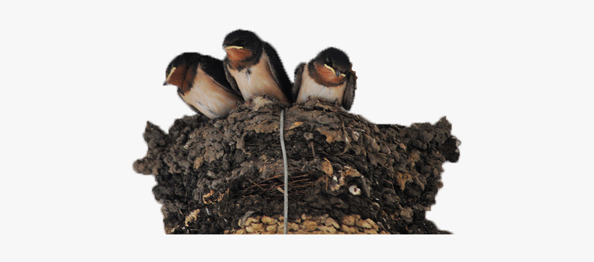 Nest Png Photo Image - Swallow, Transparent Png, Free Download