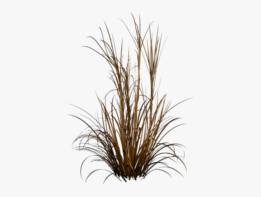 Beach Grass Png Pic - Ornamental Grass Png, Transparent Png, Free Download