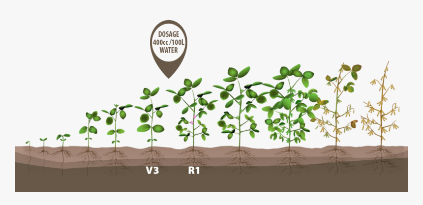 Transparent Plant Growing Png - Soybean Stages R1 R3, Png Download, Free Download