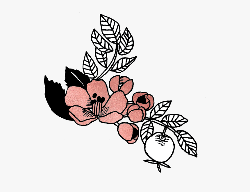 Sauvie Shrubs Flower1, HD Png Download, Free Download