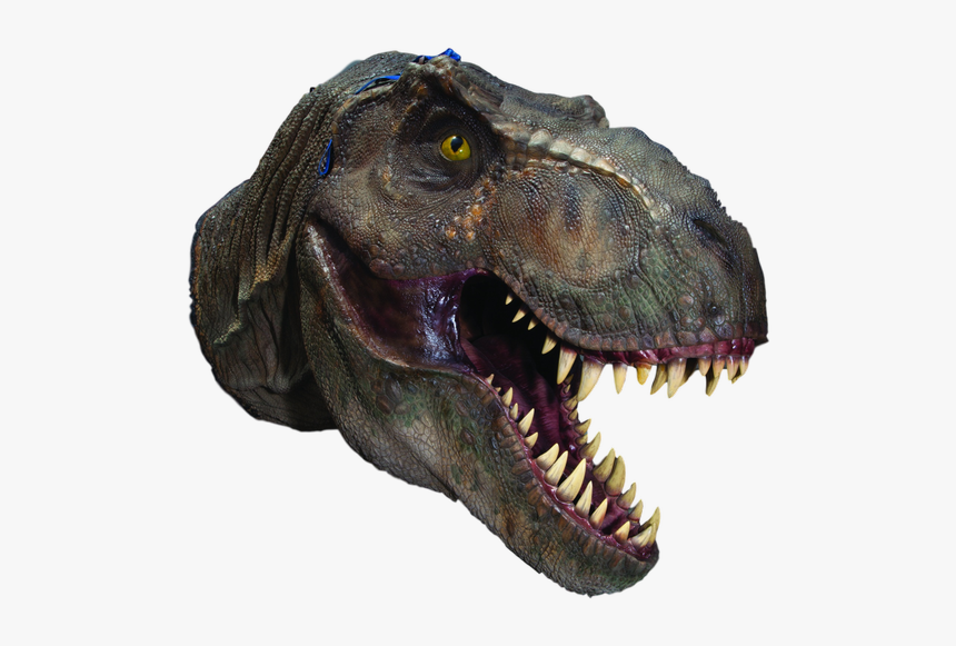 T Rex Head Png - Tyrannosaurus, Transparent Png - kindpng T Rex Head Png - Tyrannosaurus, Transparent Png - kindpng