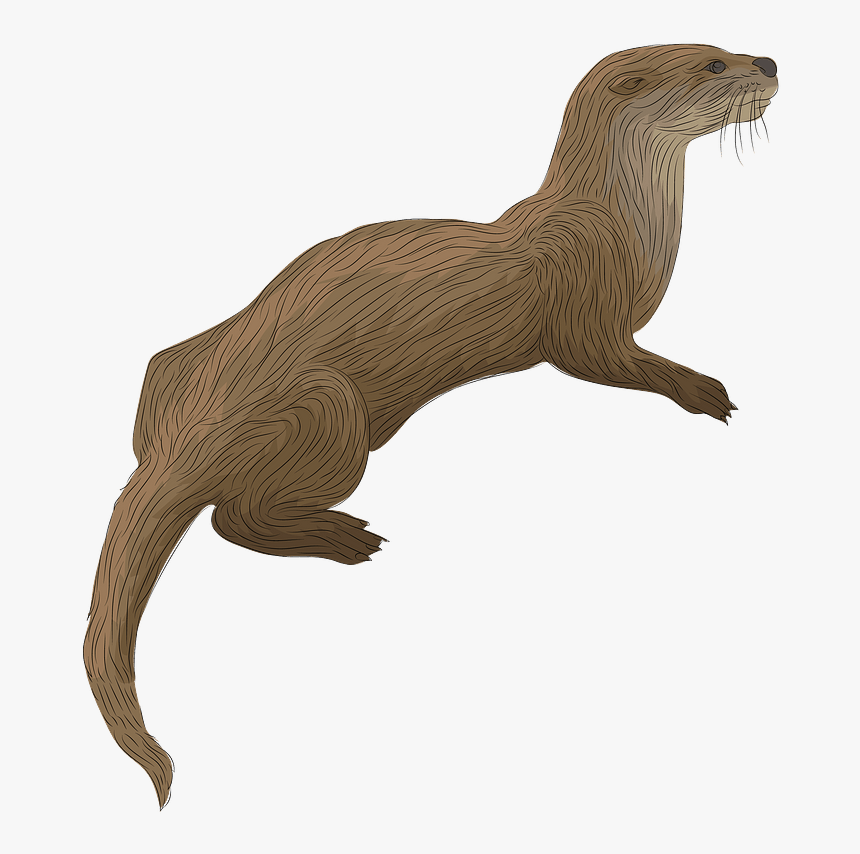 River Otter Clipart - North American River Otter, HD Png Download, Free Download