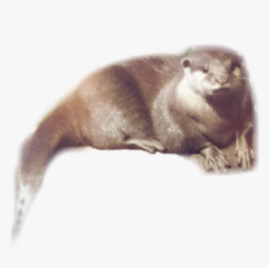 Otter , Png Download - Punxsutawney Phil, Transparent Png, Free Download