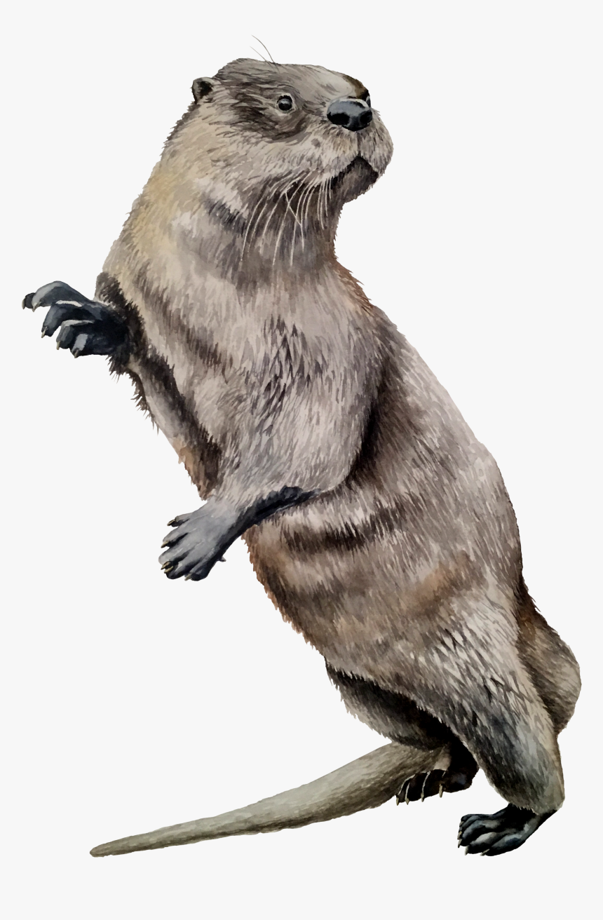 North American River Otter , Png Download - North American River Otter, Transparent Png, Free Download