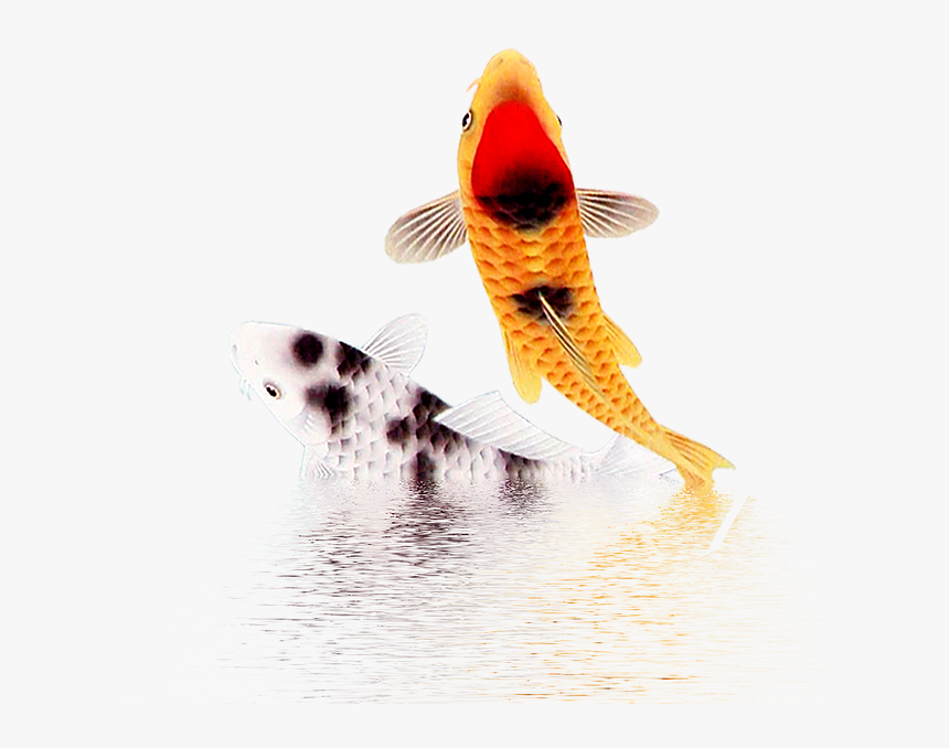 Fish, HD Png Download, Free Download