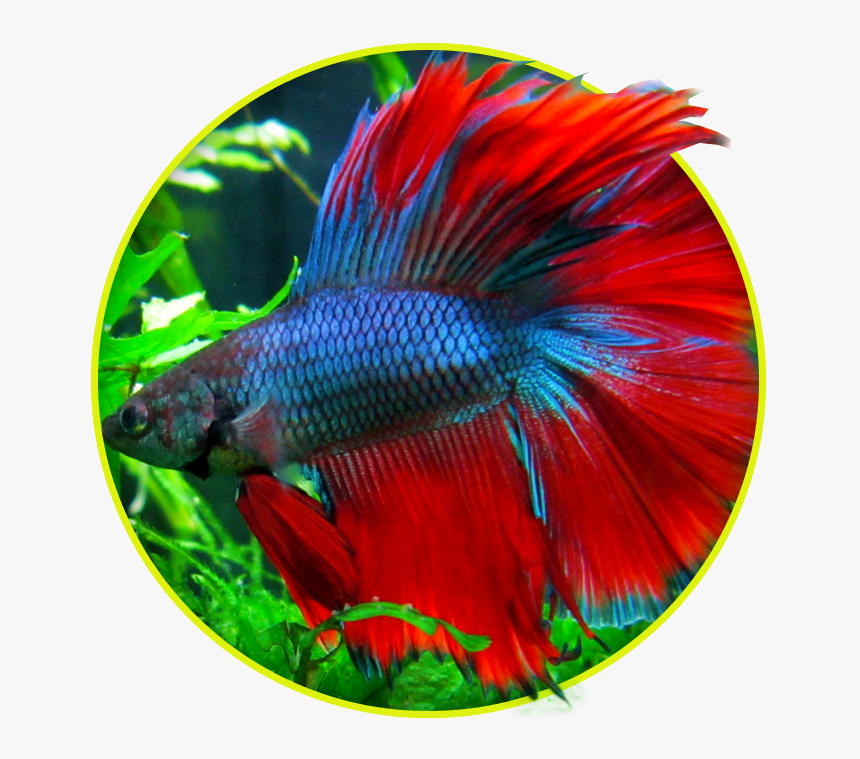 Transparent Betta Fish Png - Betta Chloropharynx, Png Download, Free Download