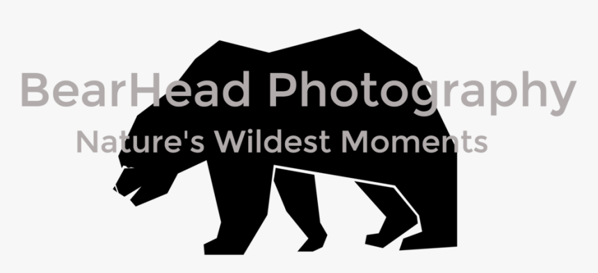 Otter Png, Transparent Png, Free Download