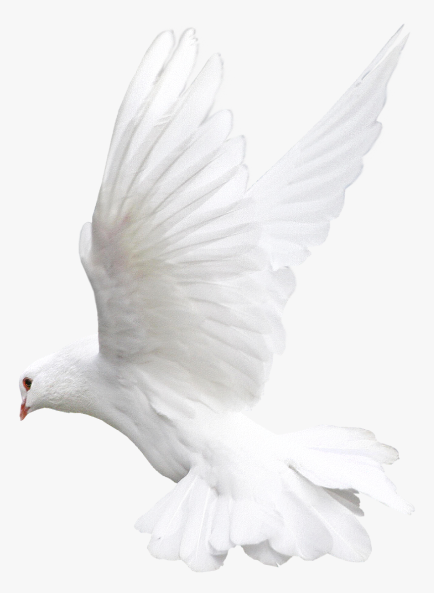 Transparent Background Dove Png, Png Download, Free Download