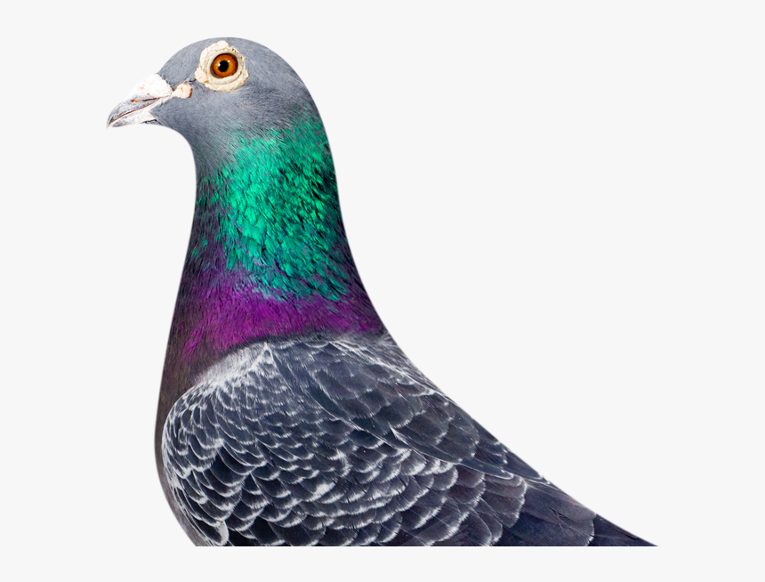 Rock Dove, HD Png Download, Free Download