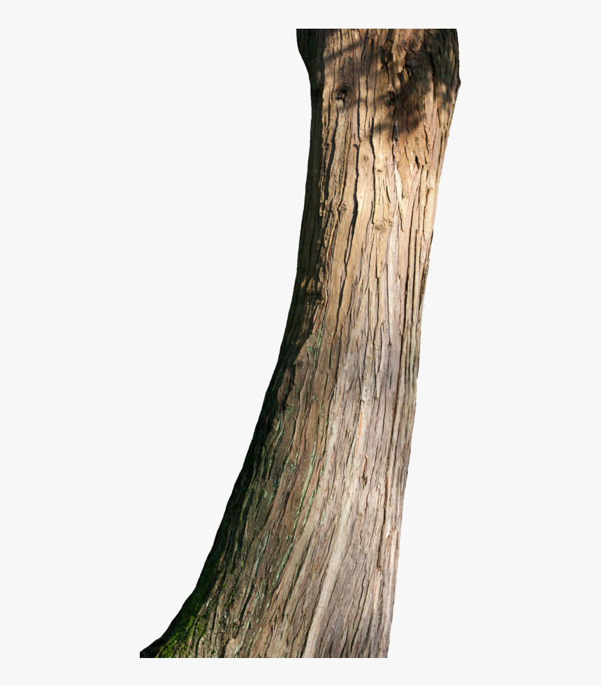 Png Tree Trunk Transparent Tree Trunk - Big Tree Trunk Png, Png Download, Free Download