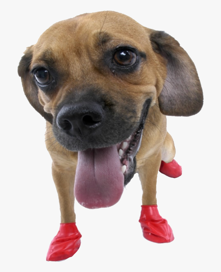 Rubber Boots For Dogs , Png Download - Pawz Dog Boots, Transparent Png, Free Download