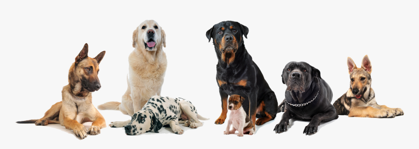 Group Of Dogs Transparent Background , Png Download - Transparent Background Group Of Dogs, Png Download, Free Download