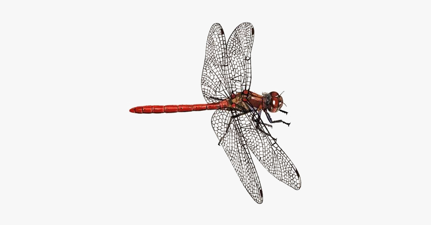 Dragonfly Png Download Image - Dragonfly Transparent Background, Png Download, Free Download