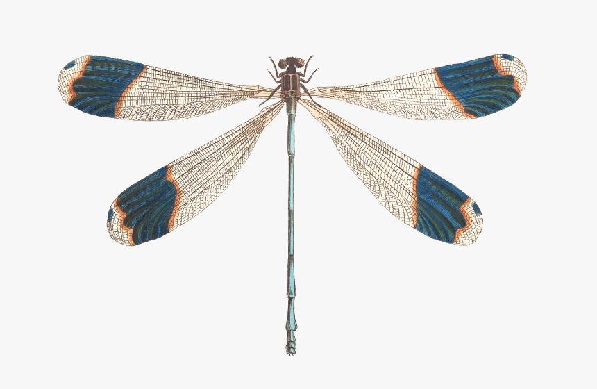 Dragonfly Png Illustration, Png Download - Dragonfly Png Illustration, Transparent Png, Free Download