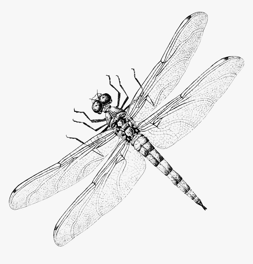 Dragonfly Website Design - Net-winged Insects, HD Png Download, Free Download