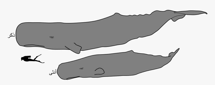 Sperm Whale Male And Female Size-ar - Sperm Whale Male And Female, HD Png Download, Free Download