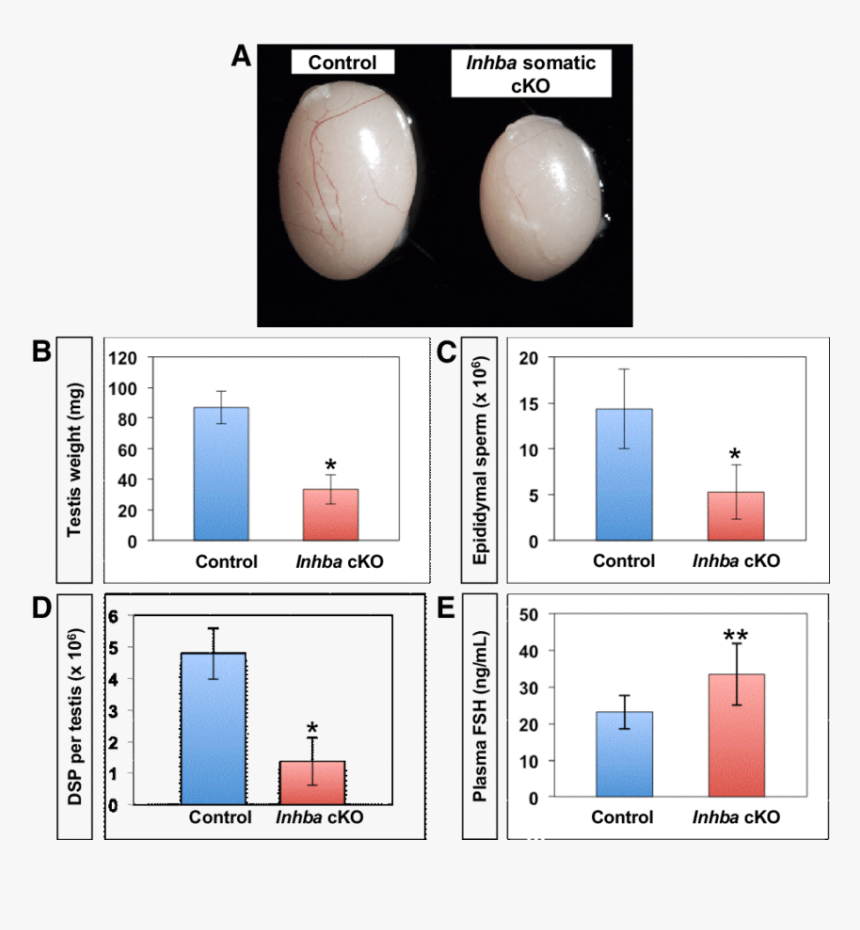 Sperm Production In Testis, HD Png Download, Free Download