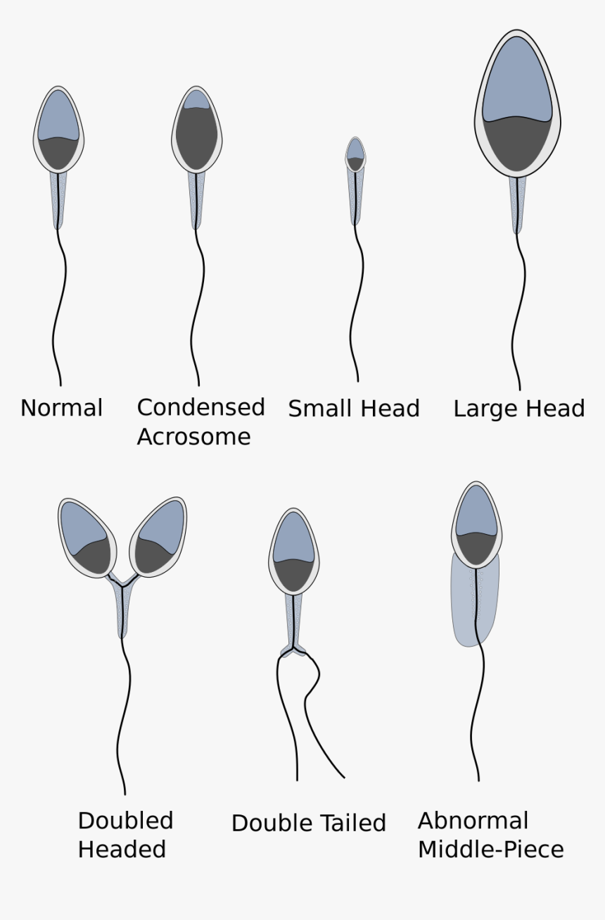 Horse Sperm Cell , Png Download - Seminal Fluid, Transparent Png, Free Download