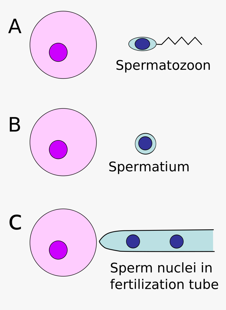 Spermatie, HD Png Download, Free Download