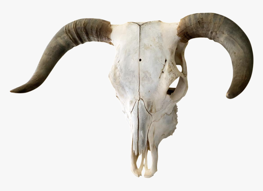 Cow Skull Png - Transparent Bull Skull Png, Png Download, Free Download