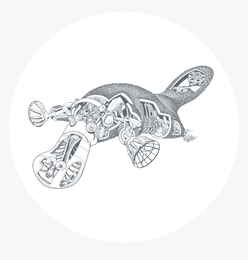 Green Sea Turtle, HD Png Download, Free Download