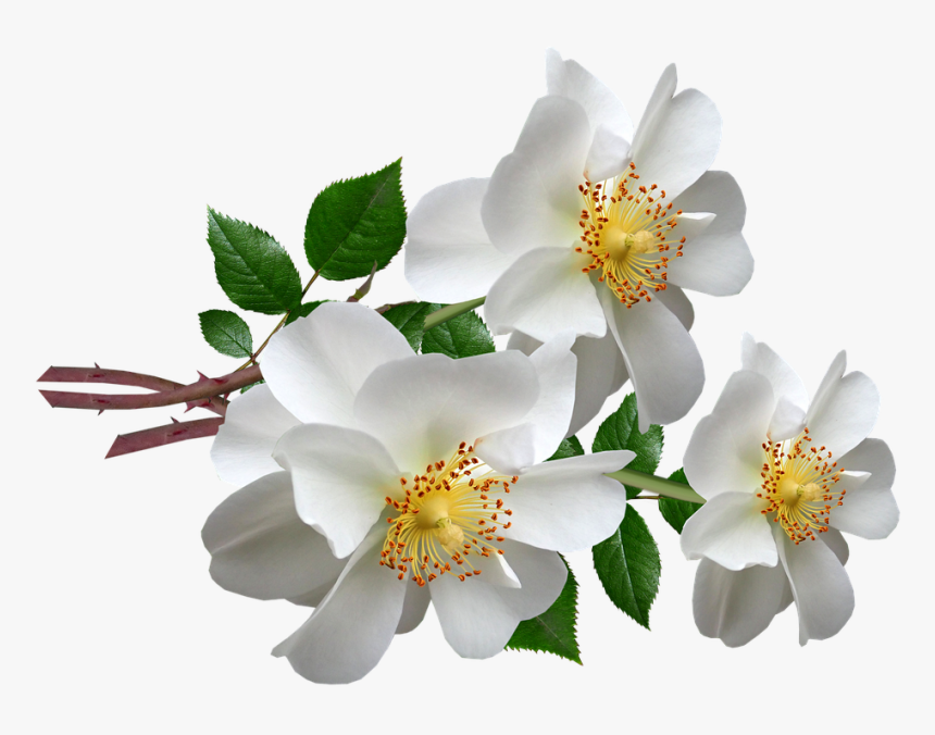 Rosa Canina, HD Png Download, Free Download