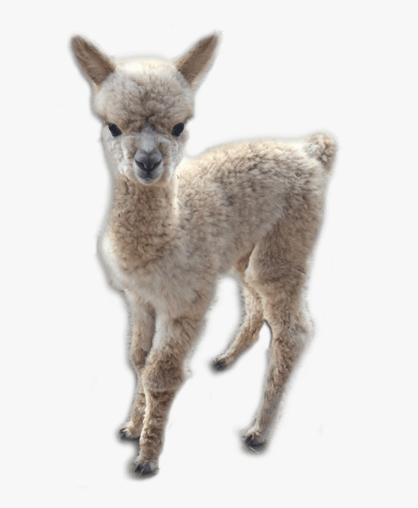 Alpaca - Llama, HD Png Download, Free Download