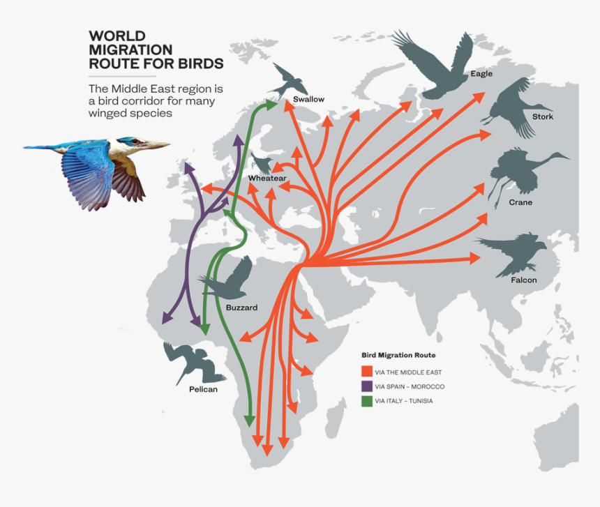 Информация о миграции птиц. Пути миграции перелетных птиц в России на карте. Маршруты миграции перелетных птиц. Карта миграции птиц. Миграция птиц схема.