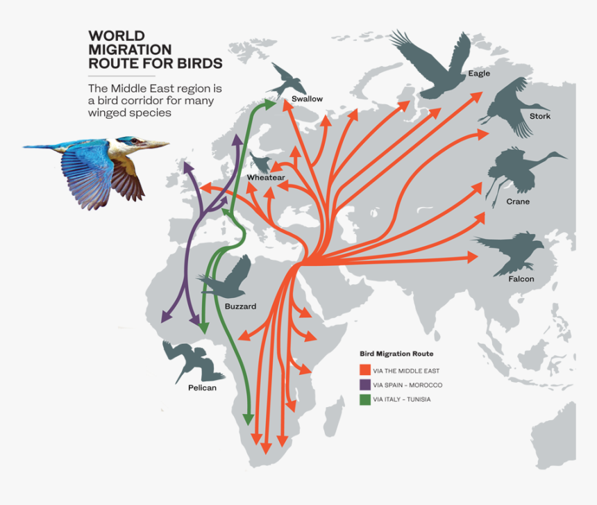 Route Of Migratory Birds, HD Png Download, Free Download