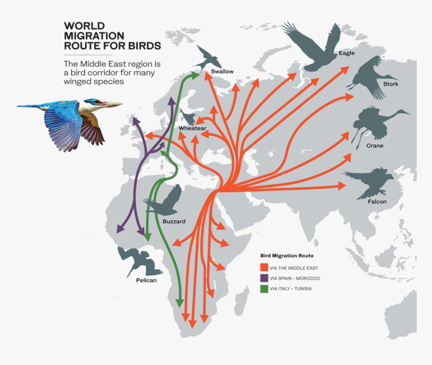 Карта bird. Маршруты миграции птиц России. Пути миграции птиц карта России. Пути миграции Скворцов карта. Пути миграции перелетных птиц в России на карте.
