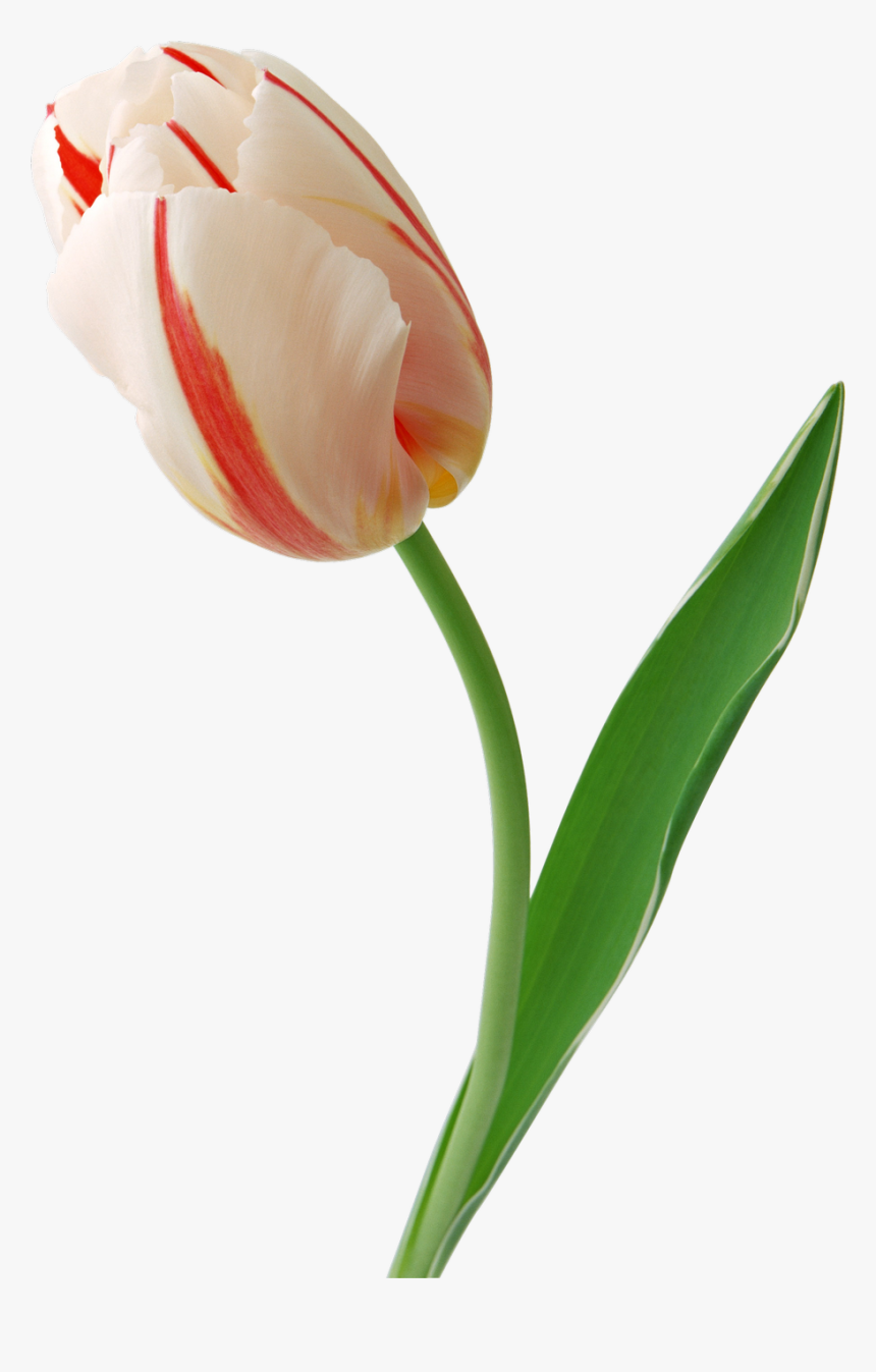 Transparent Tulips Png - Tulips Png, Png Download, Free Download