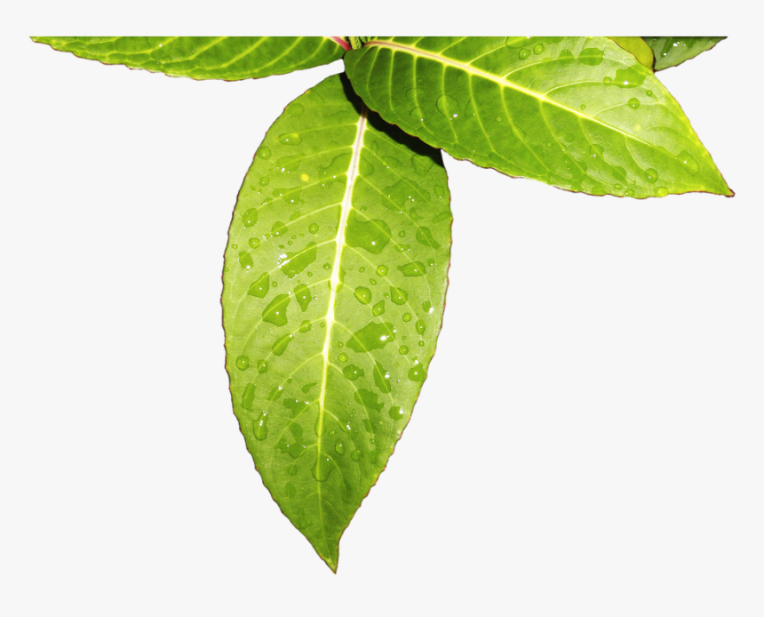 Leaves Vegetation , Png Download - Hojas Verdes Png, Transparent Png, Free Download