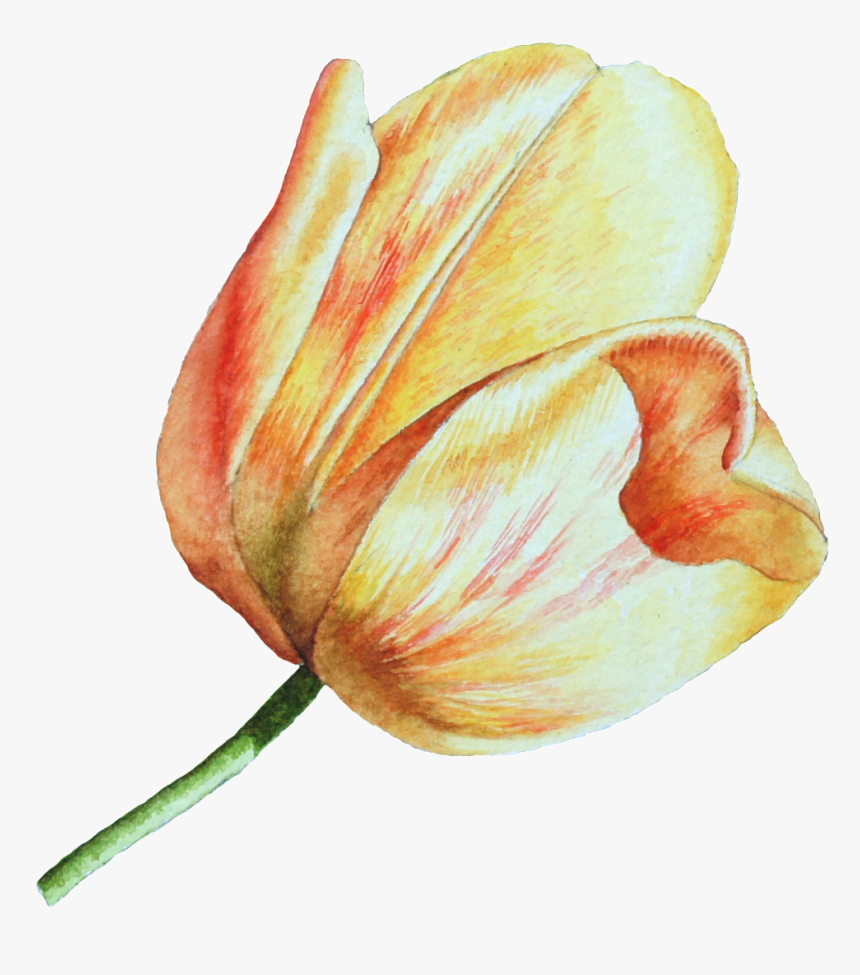 This Graphics Is Hand Drawn A Tulip Png Transparent - Tulip, Png Download, Free Download