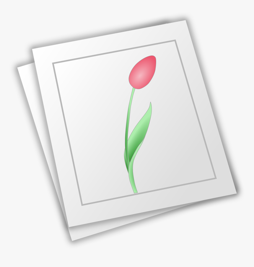 Tulip, HD Png Download, Free Download