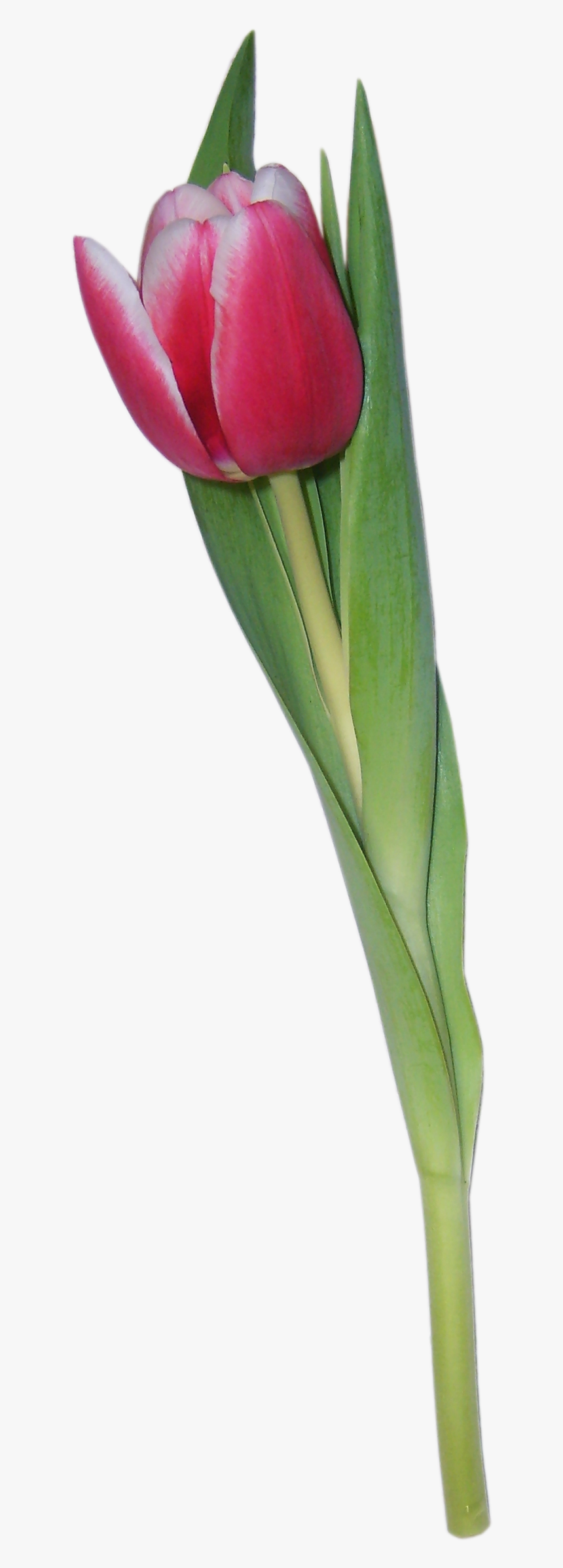 Tulip Png Image - Tulipan Photoshop, Transparent Png, Free Download