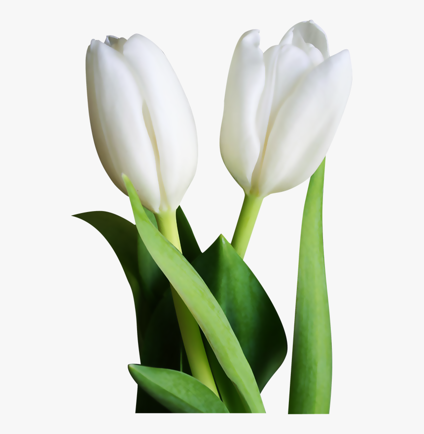 Tulip Transparent White - White Tulip Flowers Png, Png Download, Free Download