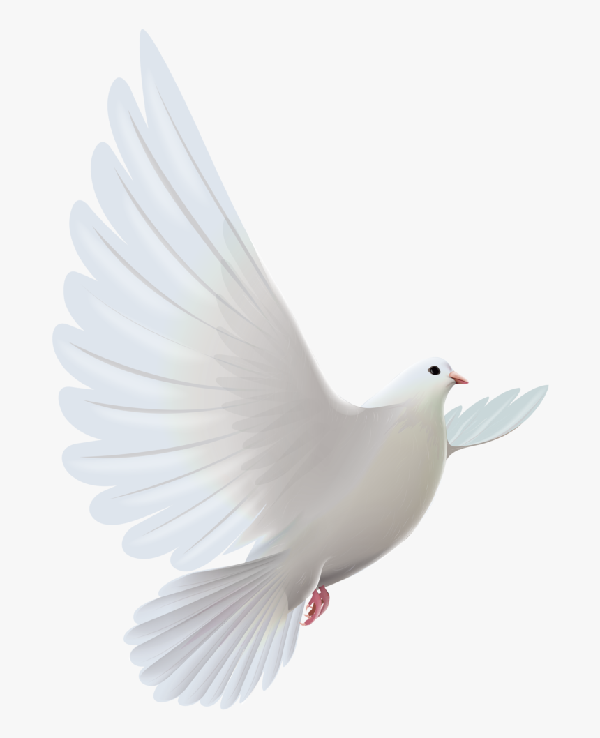 Clipart Bird Descending - Transparent White Dove Png, Png Download, Free Download