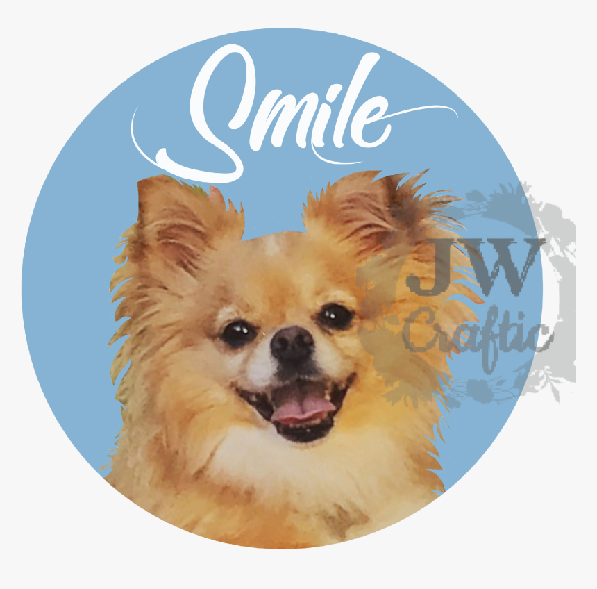 #puppy#smile, #chihuahua, #cute Dog, #pet Lover, #dog, HD Png Download, Free Download