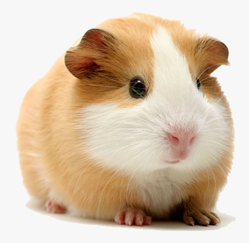 Thumb Image - Guinea Pig Transparent Background, HD Png Download, Free Download
