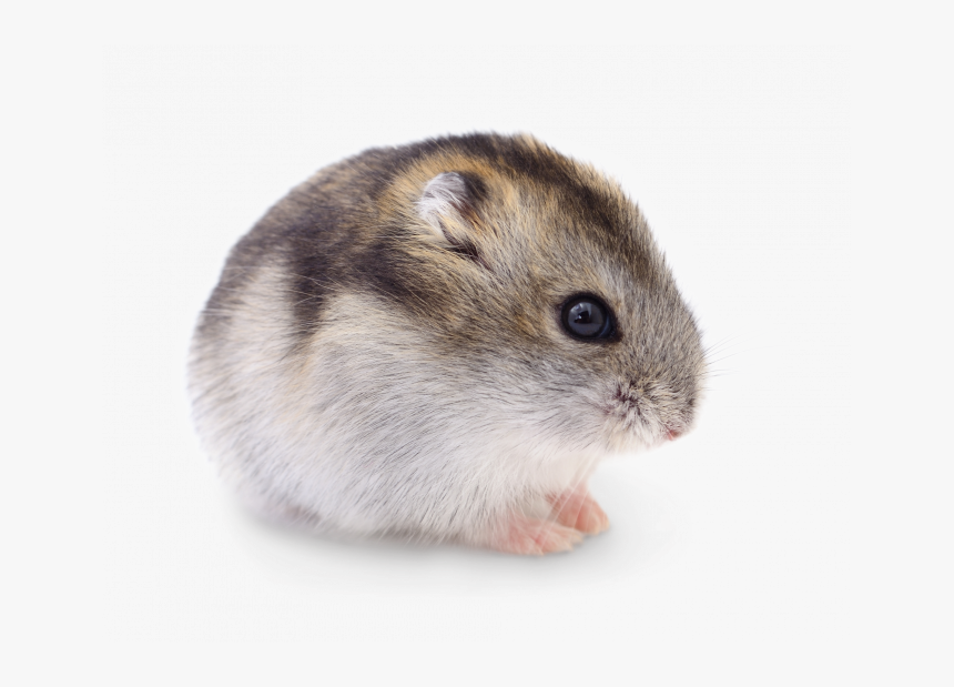 Dwarf Hamster Transparent, HD Png Download, Free Download