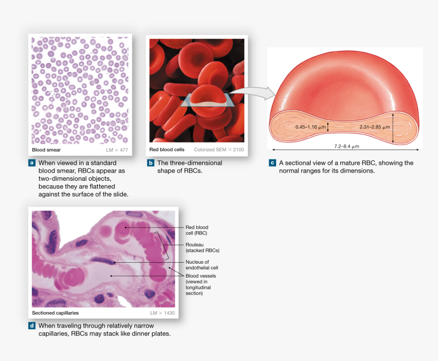 Histologi Eritrosit Pada Kapiler, HD Png Download, Free Download