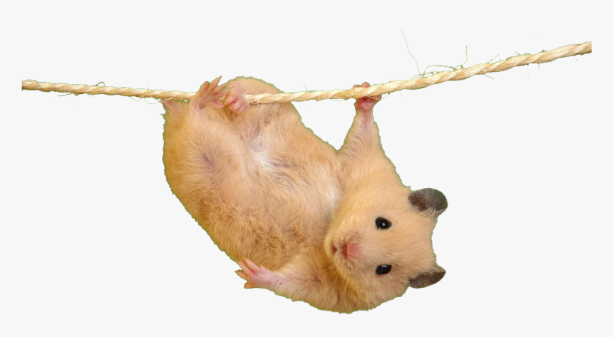 Transparent Background Hamster Transparent, HD Png Download, Free Download