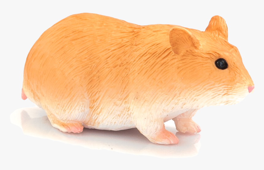 Guinea Pig, HD Png Download, Free Download