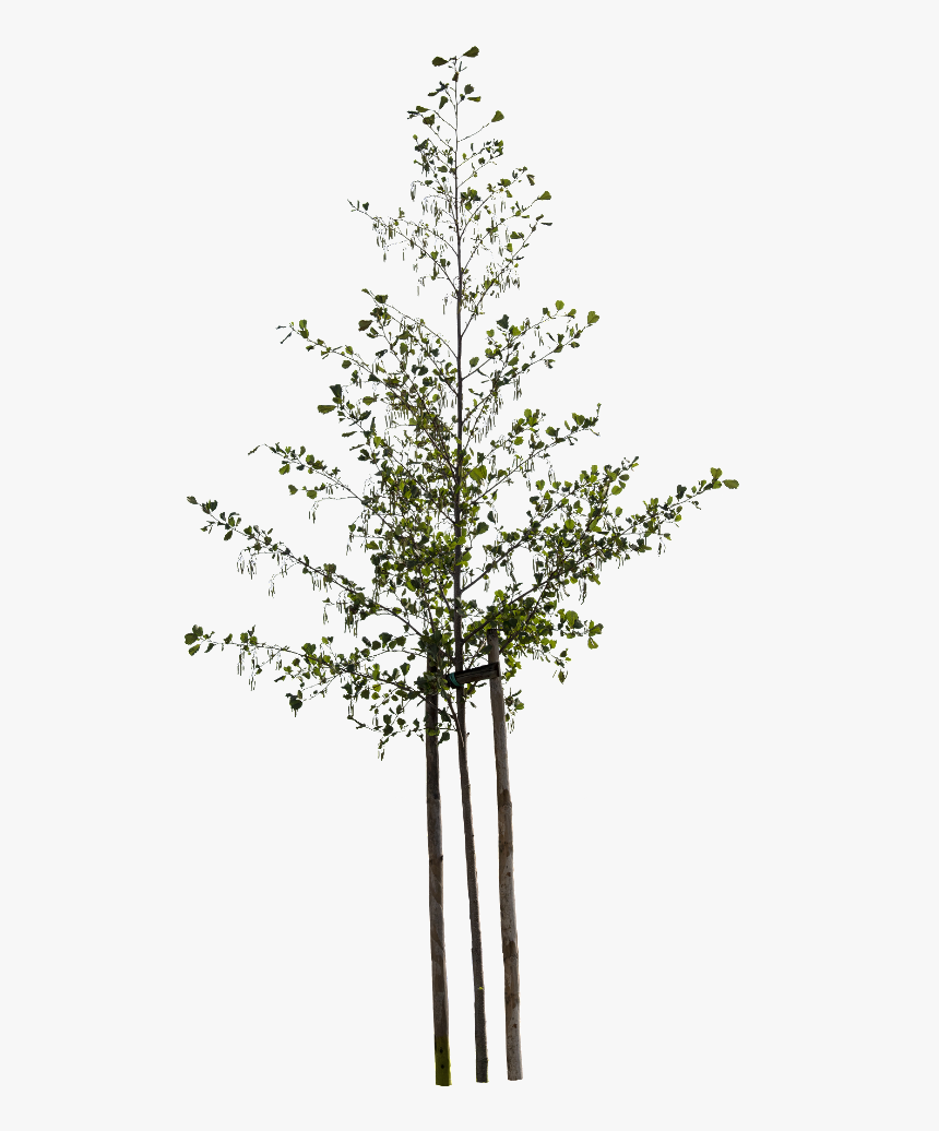 Small Tree Png, Transparent Png, Free Download