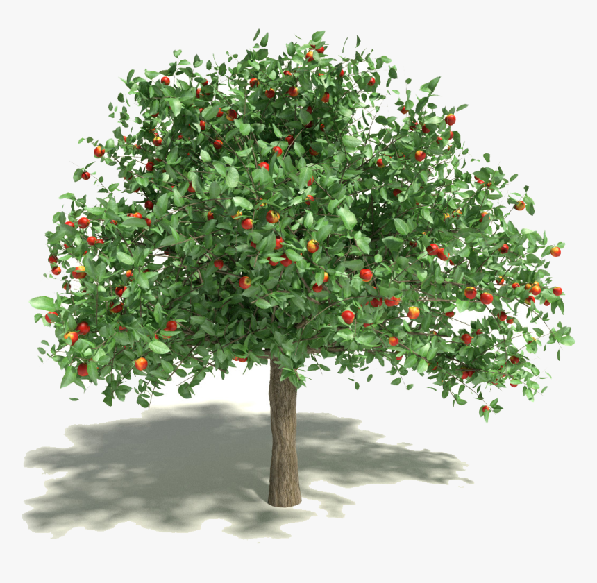 Spring Cleaning Kwik-tap Guide - Fruit Tree Transparent Background, HD Png Download, Free Download