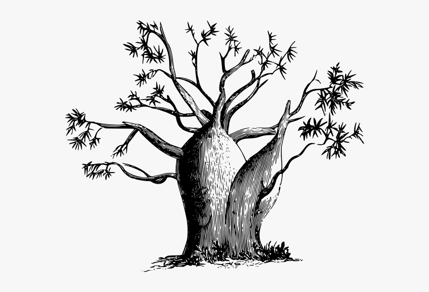 Small Tree - Baobab Tree Vector Png, Transparent Png, Free Download