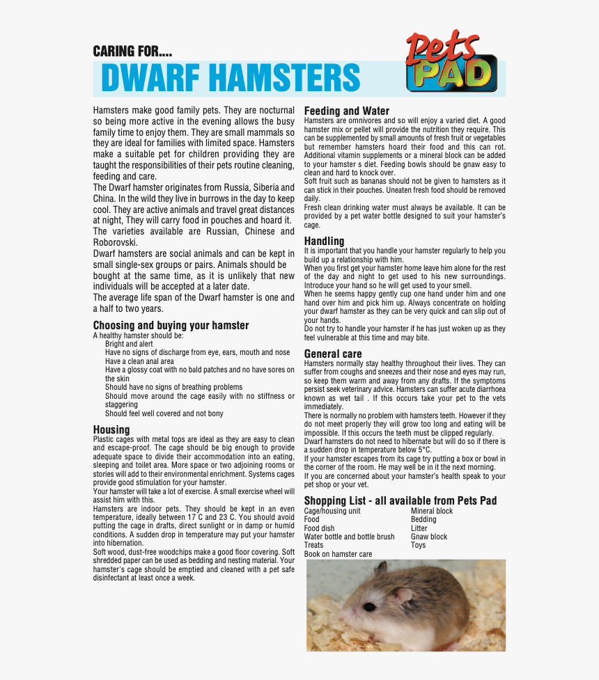 Golden Hamster, HD Png Download, Free Download