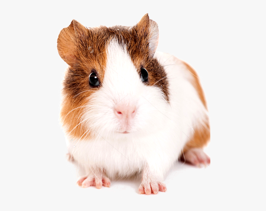 Baby Guinea Pig, HD Png Download, Free Download