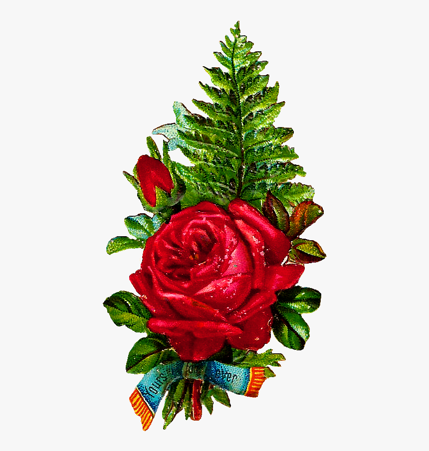 Floribunda, HD Png Download, Free Download